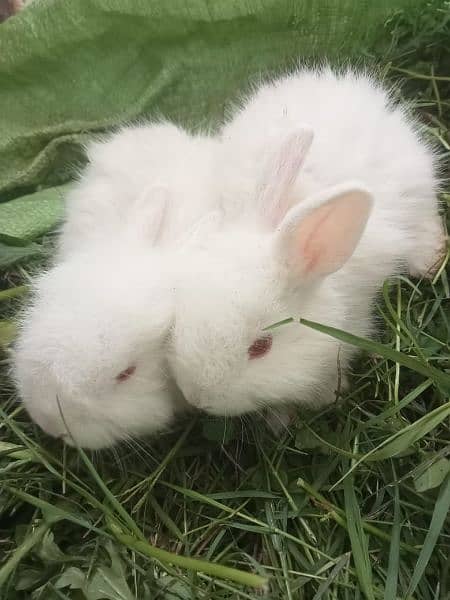 red eyes angure rabbits white colour 3