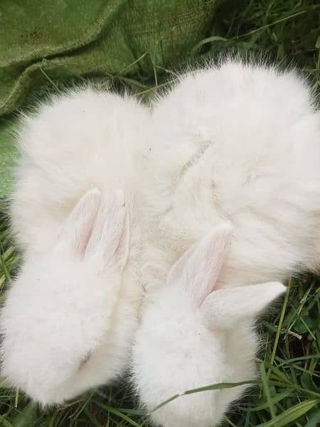 red eyes angure rabbits white colour 4