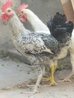 گولڈن مصری مرغے 0