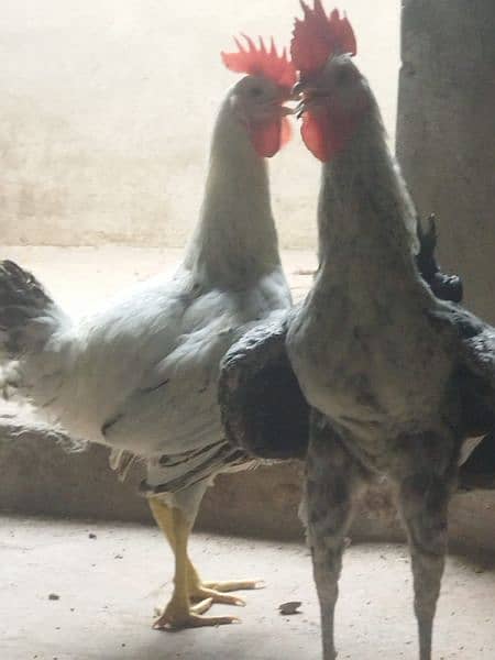 گولڈن مصری مرغے 1
