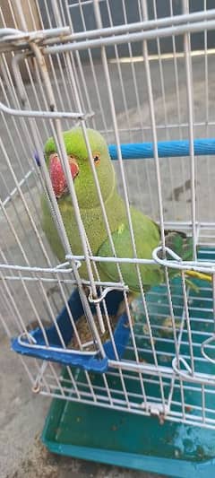 parrot 0