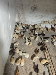 Golden Misri chicks | Desi chicks | 12 days old chicks 0