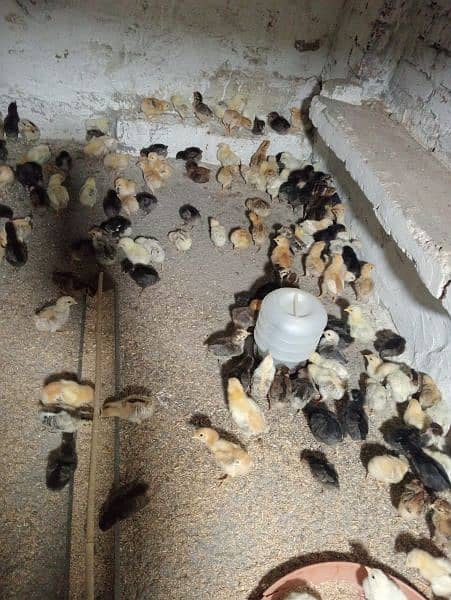 Golden Misri chicks | Desi chicks | 12 days old chicks 2