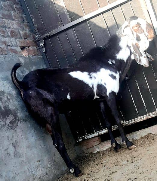 healthy bakra for sale Perfect for Eid ul-Adha! 3