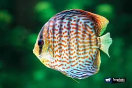 Discus at cheap rate 0