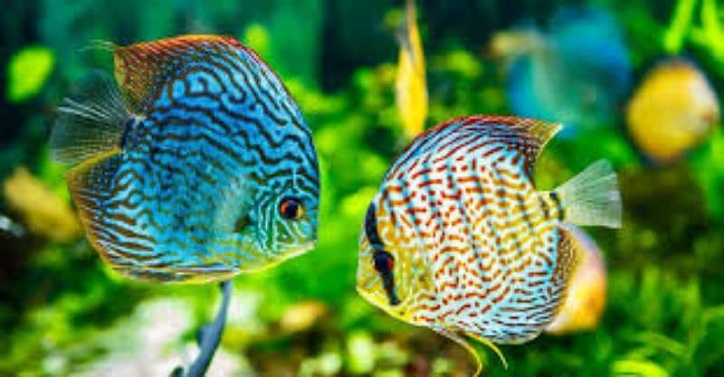 Discus at cheap rate 1