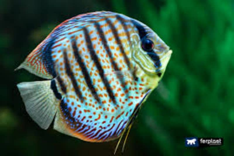 Discus at cheap rate 2