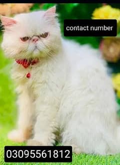 CFA blood line Piki face Male Cat Available For StUd call 03095561812 0