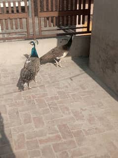peacock pair for sale 0