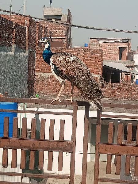 peacock pair for sale 4
