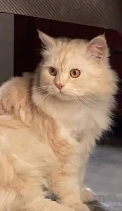 urgent light brown cat Male Tripl Cote for sale