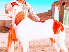 desi Bakra for sale WhatsApp number on 03229844345)