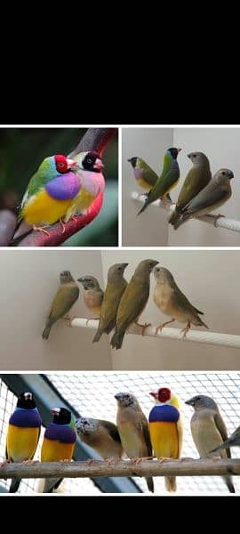 all love bird, finches and goldien 6