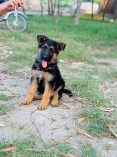 Long Coat german shepherd Male puppy Available