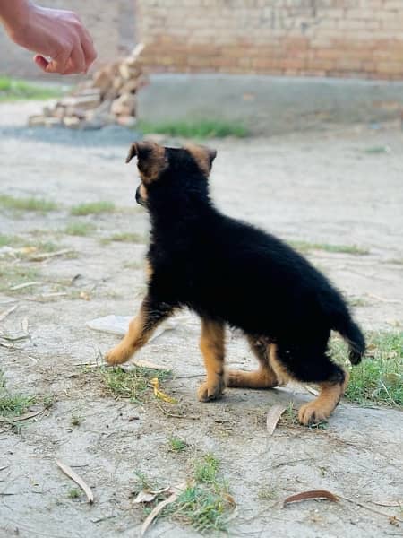 Long Coat german shepherd Male puppy Available 1