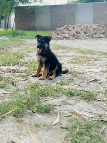 Long Coat german shepherd Male puppy Available 3