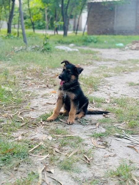 Long Coat german shepherd Male puppy Available 5