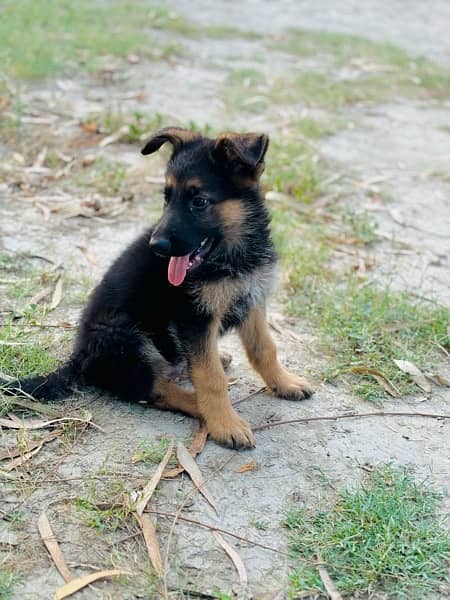 Long Coat german shepherd Male puppy Available 6