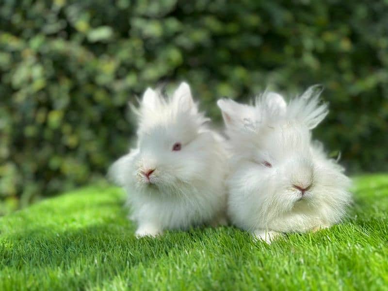 Rabbits breeds for sale, Newzeland white, hotot dwarf ,holland lop 2