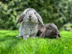 Rabbits breeds for sale, Newzeland white, hotot dwarf ,holland lop