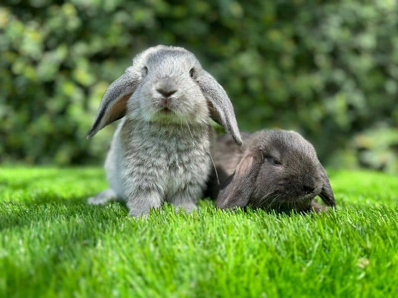 Rabbits breeds for sale, Newzeland white, hotot dwarf ,holland lop 3