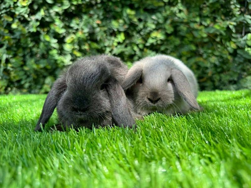 Rabbits breeds for sale, Newzeland white, hotot dwarf ,holland lop 5