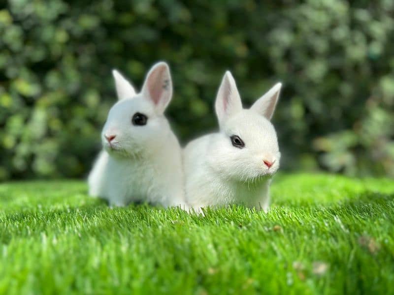 Rabbits breeds for sale, Newzeland white, hotot dwarf ,holland lop 6
