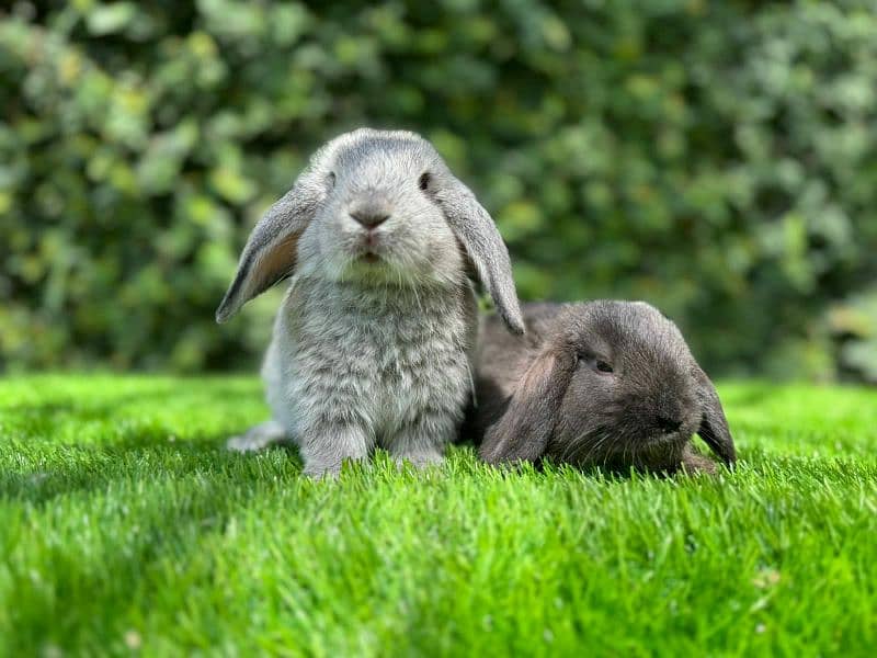 Rabbits breeds for sale, Newzeland white, hotot dwarf ,holland lop 7
