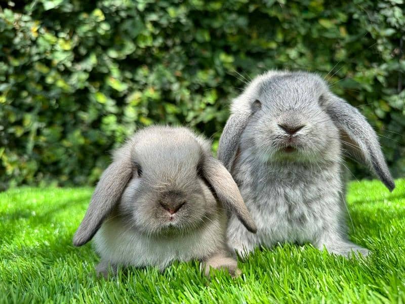 Rabbits breeds for sale, Newzeland white, hotot dwarf ,holland lop 8