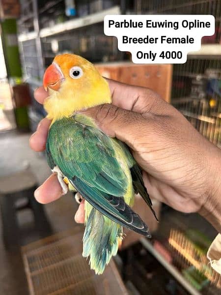 Some Birds For Sale Of Love Bird 1