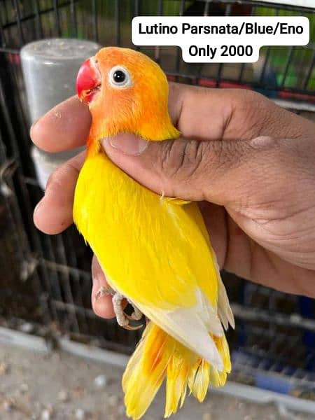 Some Birds For Sale Of Love Bird 10
