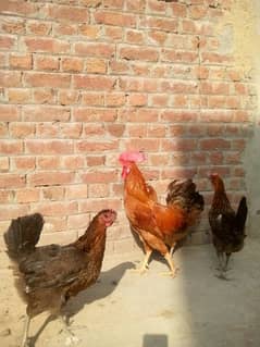 egg laying hens (03127085730)