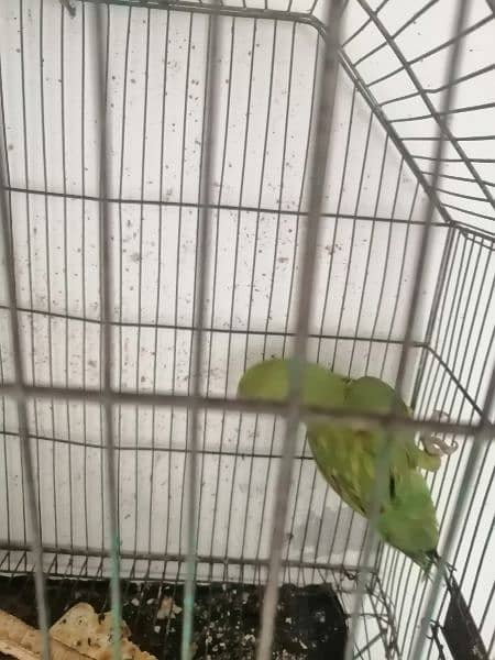 green parrot urgent for sale 2