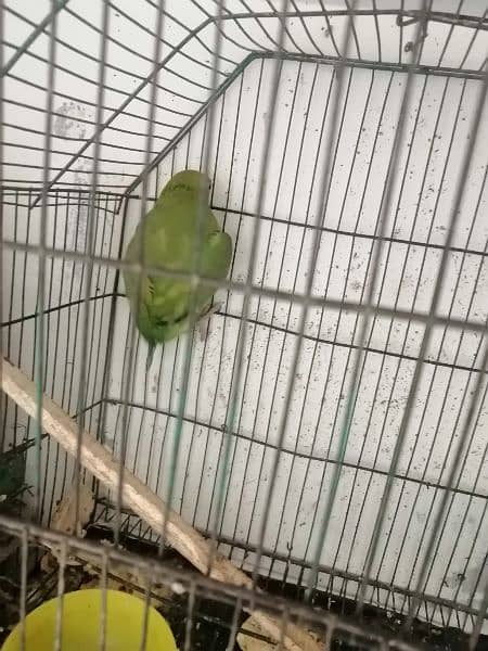 green parrot urgent for sale 3