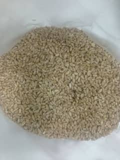 Wheat | Gandum | گندم
