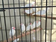 White Jawa Finch. 8 Male chicks. 6 Month old. 0