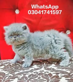 Persian Kittens | Pike Face Kittens For Sale | CFA blood line Cat