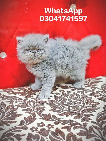 Persian Kittens | Pike Face Kittens For Sale | CFA blood line Cat 2