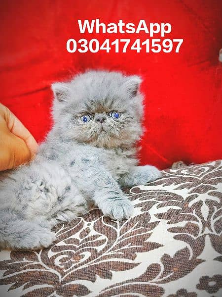 Persian Kittens | Pike Face Kittens For Sale | CFA blood line Cat 3
