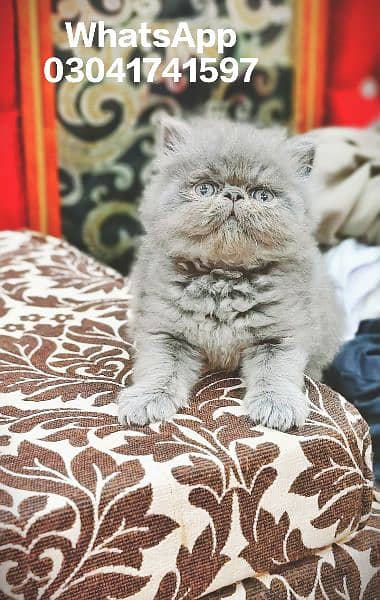 Persian Kittens | Pike Face Kittens For Sale | CFA blood line Cat 4