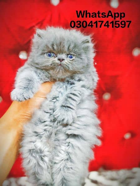 Persian Kittens | Pike Face Kittens For Sale | CFA blood line Cat 5