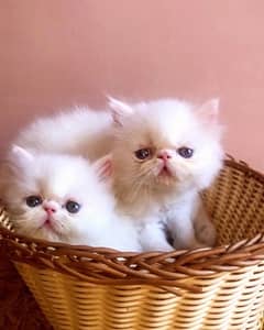 Persian peki pure bloodline  kitten pair for sale
