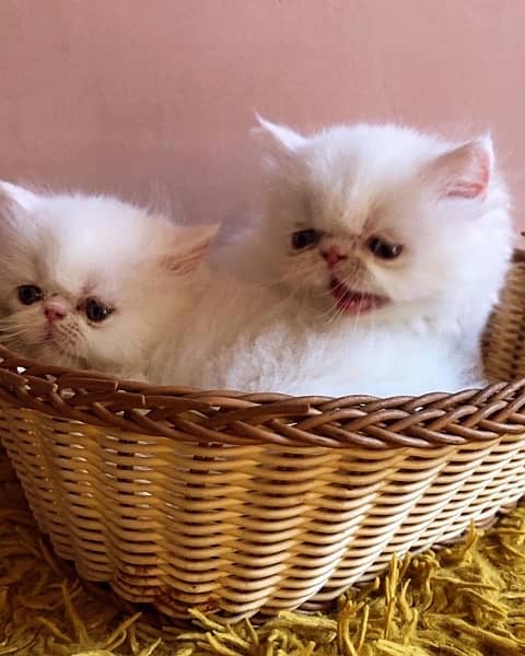 Persian peki pure bloodline  kitten pair for sale 1