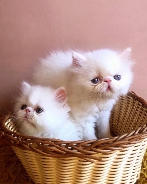 Persian peki pure bloodline  kitten pair for sale 2