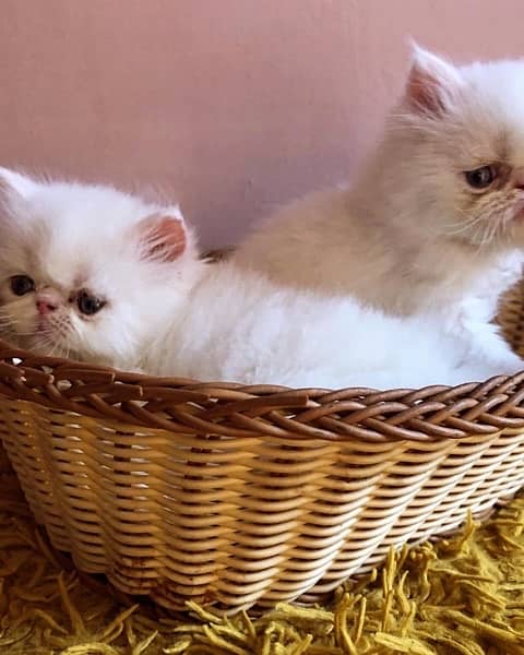 Persian peki pure bloodline  kitten pair for sale 3