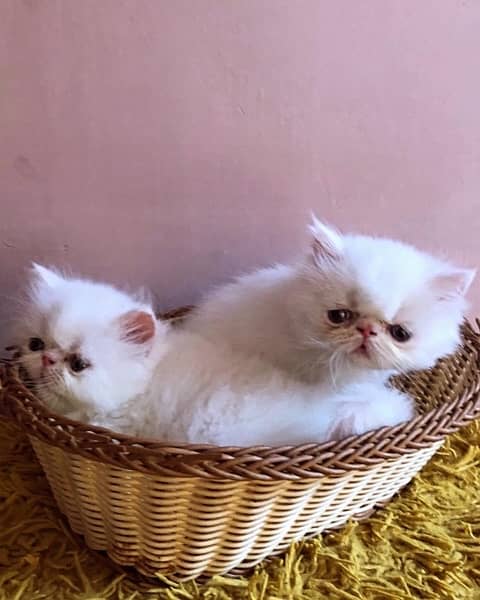 Persian peki pure bloodline  kitten pair for sale 4