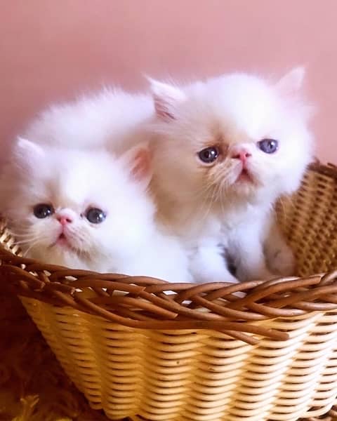 Persian peki pure bloodline  kitten pair for sale 5