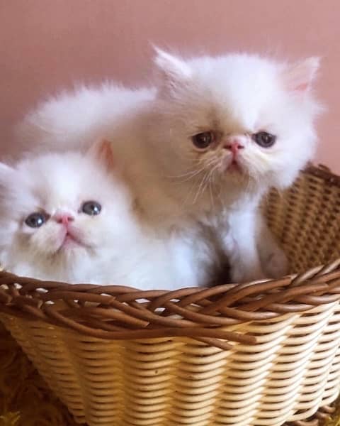 Persian peki pure bloodline  kitten pair for sale 6