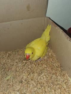 Yellow ringneck Parrot & white ringneck Parrot
