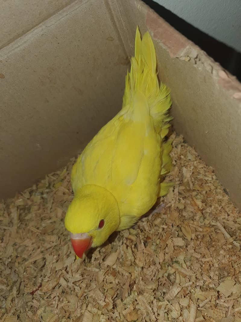 Yellow ringneck Parrot & white ringneck Parrot 1
